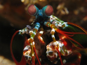 Mantis_shrimp_Odontodactylus_scyllarus