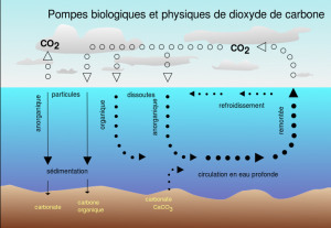 Cycle du carbone dans les océans. Source : Isaac Sanolnacov pour Wikipedia