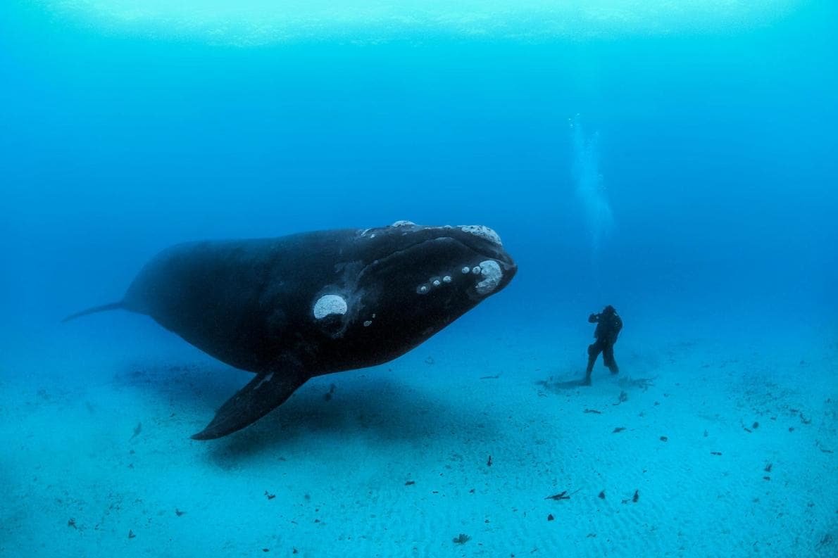 Dossier : Le Chant Des Baleines