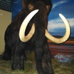 Mammouth