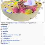 Détail d’une cellule eukaryote animale, on voit bien les organelles. Merci Wikipedia :)