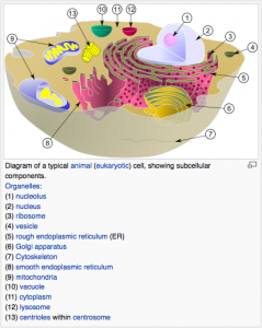 Détail d'une cellule eukaryote animale, on voit bien les organelles. Merci Wikipedia :)