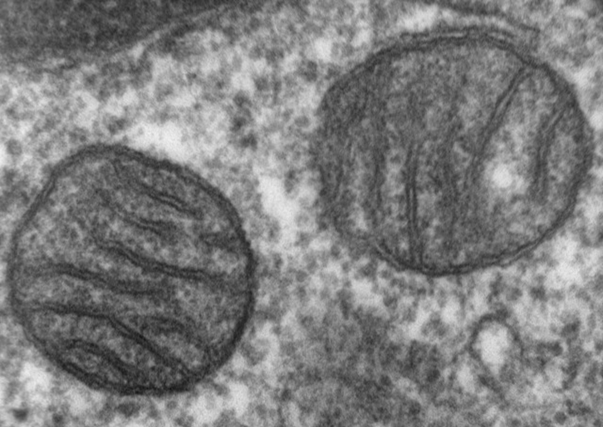 Dossier – L’ADN mitochondrial