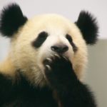 panda_yawn