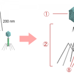 Bacteriophage_structure