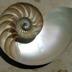 coquille mollusque