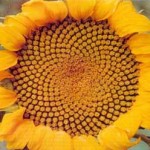 tournesol