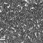 Grains d’amidon dans l’eau, à la température ambiante