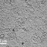 Grains d’amidon dans l’eeau bouillante: éclatement des ganules