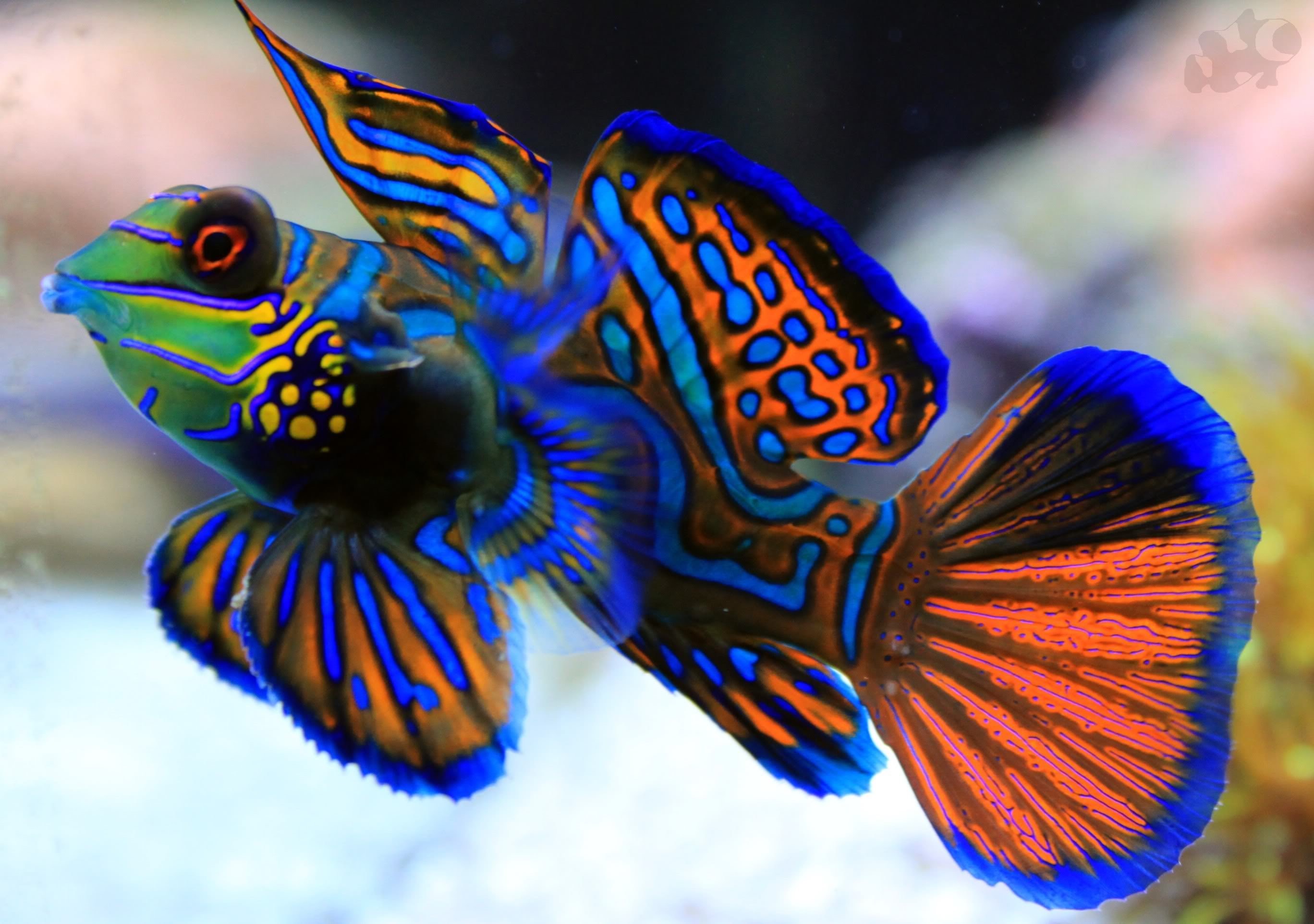 Podcast science 30 – Trouvez le poisson d’avril!