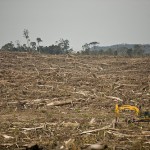 Les ravages de l’huile de palme sur la forêt tropicale