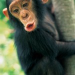Chimpanzé langage