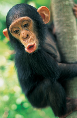 Chimpanzé langage