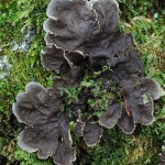 lichen