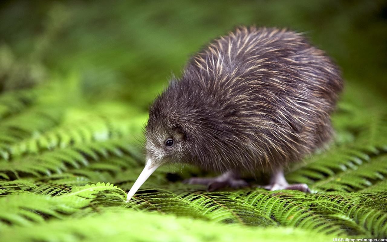 Dossier - Les oeufs du kiwi - Podcast Science