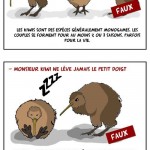 Illustration : les oeufs des kiwis