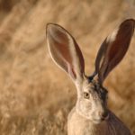 Black_tailed_jackrabbit_close_up_face