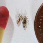 Headlice