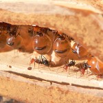 Les fourmis pot de miel (source: wikipédia)