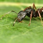 Pest Control Manteca CA