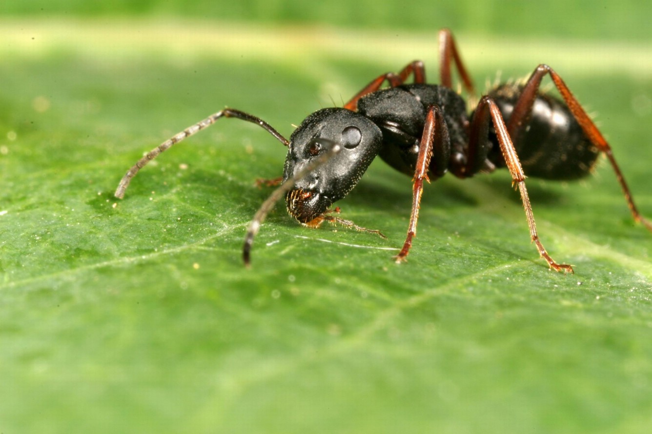 Podcast Science 86 – Des fourmis et des hommes