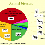 Biomasse animale (Source: Wilson, Earth’88)