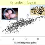 mammal_lifespan_extended