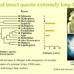 Les insectes qui vivent le plus longtemps sont les insectes sociaux!