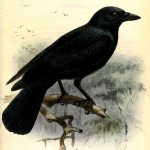 Le corbeau calédonien (image Wikipédia)
