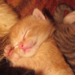 Sleeping_baby_cat (Wikipedia)