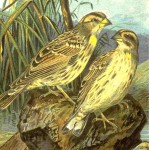 Petronia petronia (image Wikipédia)