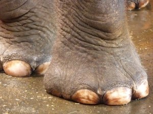 Ongles d'éléphant, Wikipédia