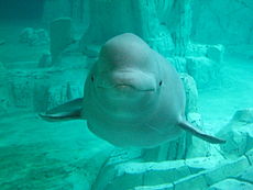 Beluga (Wikipédia)