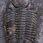 Phacops Rana, un trilobyte wikipédien ;)
