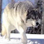 Photo de loup gris (Wikipédia) 