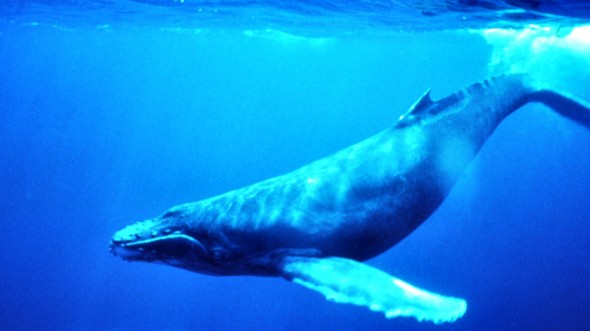 Baleine à bosse (Wikipedia)