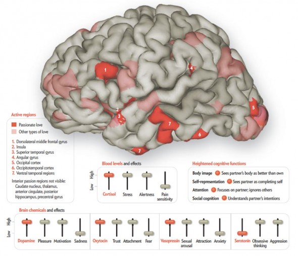 Les manifestations cérébrales de l'amour passion (Image Scientific American)