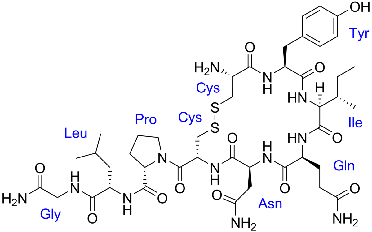 L’ocytocine, nouveau soma?