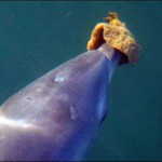 dolphinsponge