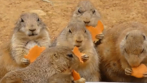 Comment les animaux mangent vraiment