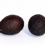 Avocat Hass (Wikipédia)