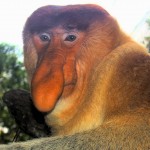 Portrait_of_a_Proboscis_Monkey