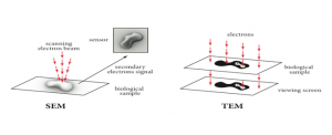 Figure 13 : Simple differences between (SEM) scanning and (TEM) transmission electron microscopes