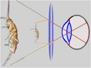Figure 2 - Principe de la loupe