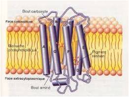 Figure 16 - Bactériorhodopsine (structure)