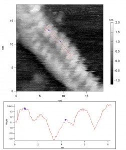 Figure 19 - ADN (image AFM)
