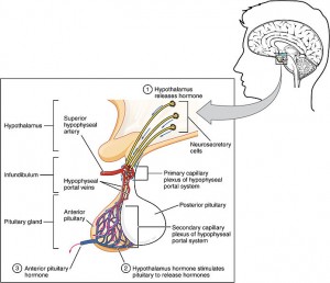 1808_The_Anterior_Pituitary_Complex