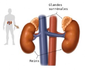 Glande_surrenale_fr