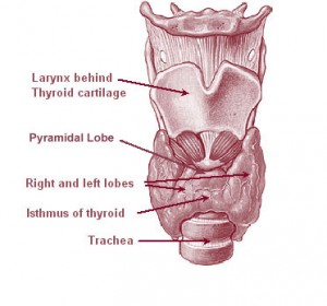 Illu08_thyroid