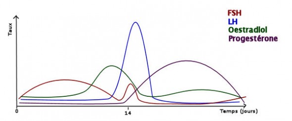 Variations_hormonales_cycle